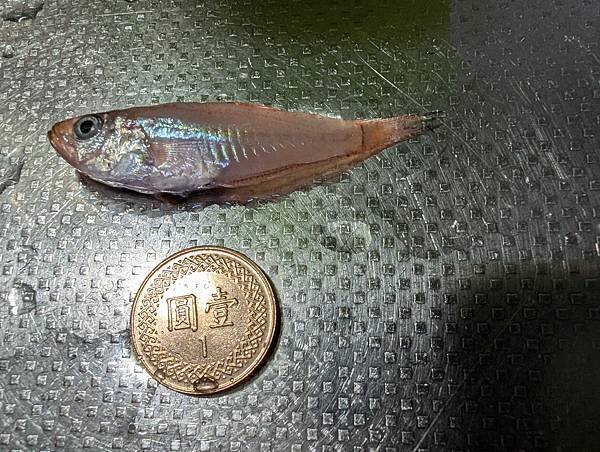 白帶魚吐出的小魚.jpg