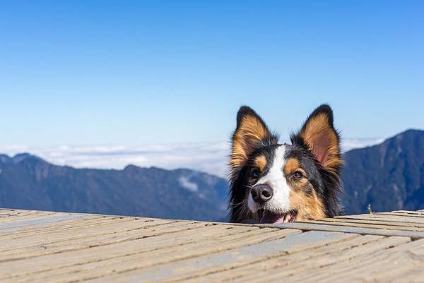 shutterstockˍ邊境牧羊犬與山景