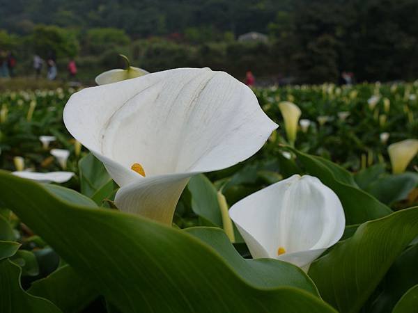 P1060073.JPG