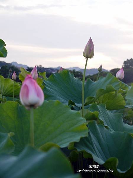 P1070349-vert.jpg