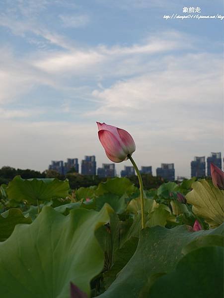 P1070335-vert.jpg