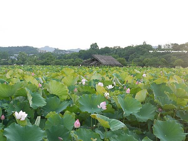 P1070330-vert.jpg