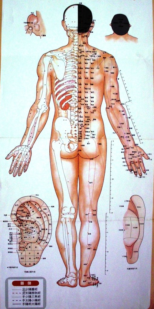 標準經穴背面圖2.jpg