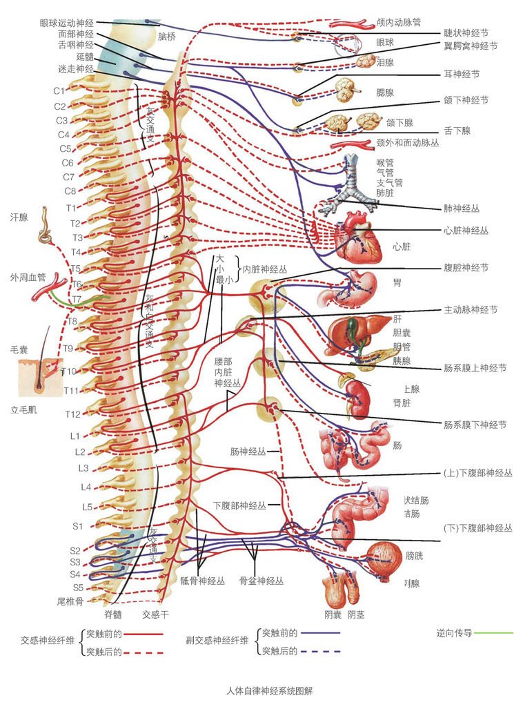 脊柱圖解－人體自律神經系統