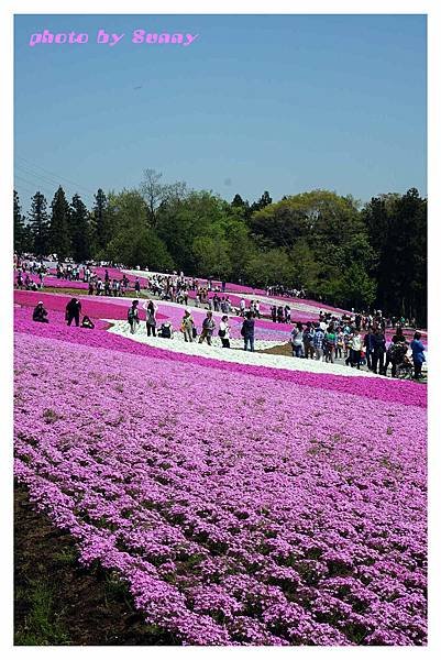 秩父羊山公園10.jpg