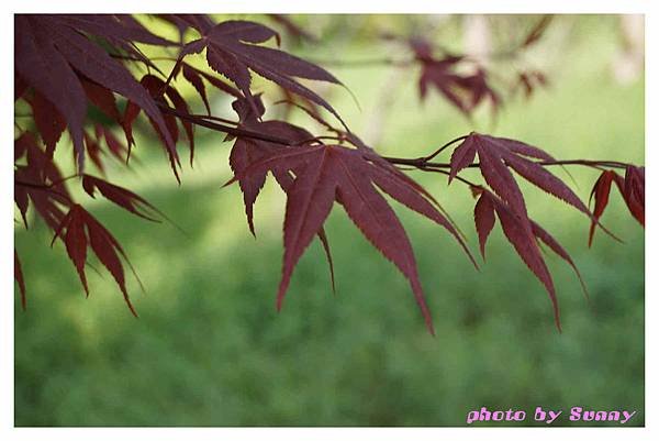 秩父羊山公園43.jpg