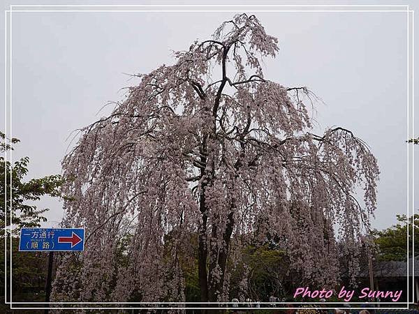 名花之里11.jpg