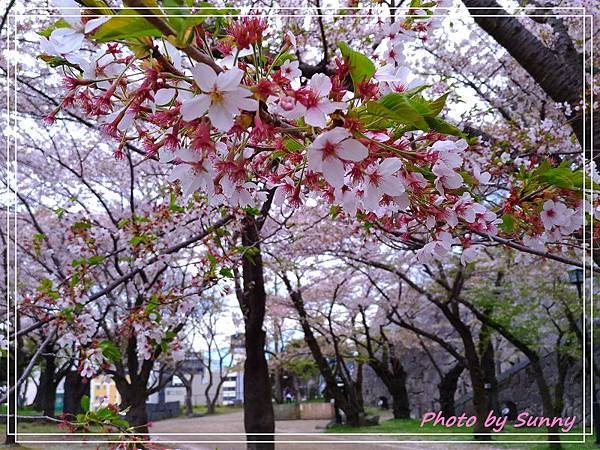 盛岡城跡公園7.jpg