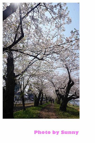 角館檜木內川50.jpg