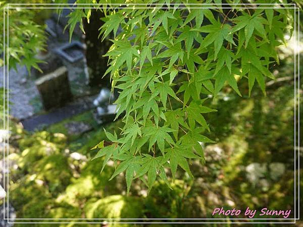 高知竹林寺12.jpg