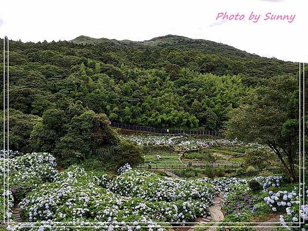 午後陽光繡球花5.jpg