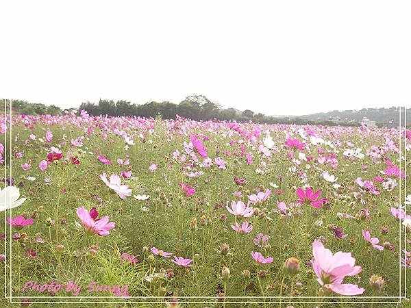 桃園花彩節9.jpg