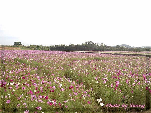桃園花彩節10.jpg