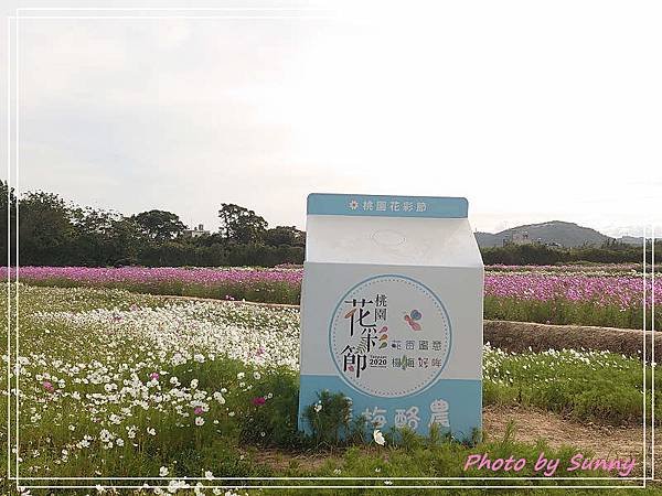 桃園花彩節11.jpg