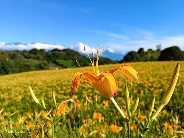 2023夏 花東忘憂草小旅行❤花蓮 赤柯山小瑞士農場❤