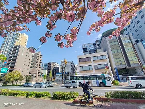 2023春 九州賞櫻趣❤九州博多 大濠公園❤