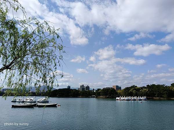 2023春 九州賞櫻趣❤九州博多 大濠公園❤