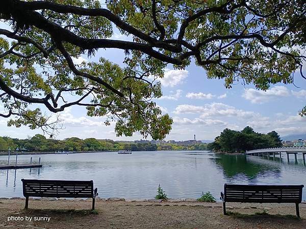 2023春 九州賞櫻趣❤九州博多 大濠公園❤