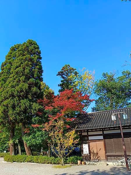 2023冬 日本北陸賞楓行❤富山縣高岡市 高岡古城公園❤