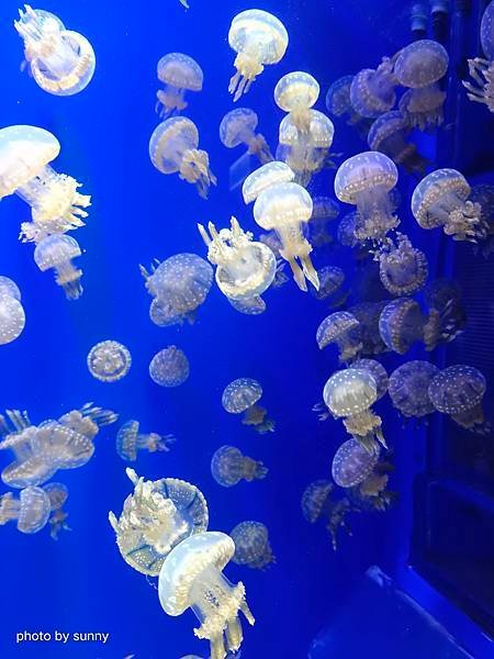 2024春 銀婚紀念桃園小旅行❤桃園中壢區 Xpark水族