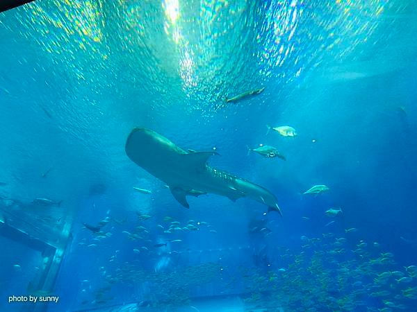 2025春 沖繩慶生自由行💖沖繩海洋博公園　美麗海水族館Oc