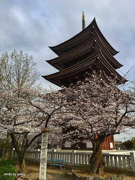 2025春 名古屋賞櫻自由行❤ 名古屋地鐵覺王山站 日泰寺賞
