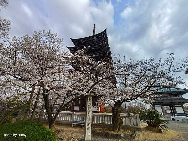 2025春 名古屋賞櫻自由行❤ 名古屋地鐵覺王山站 日泰寺賞