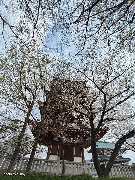 2025春 名古屋賞櫻自由行❤ 名古屋地鐵覺王山站 日泰寺賞