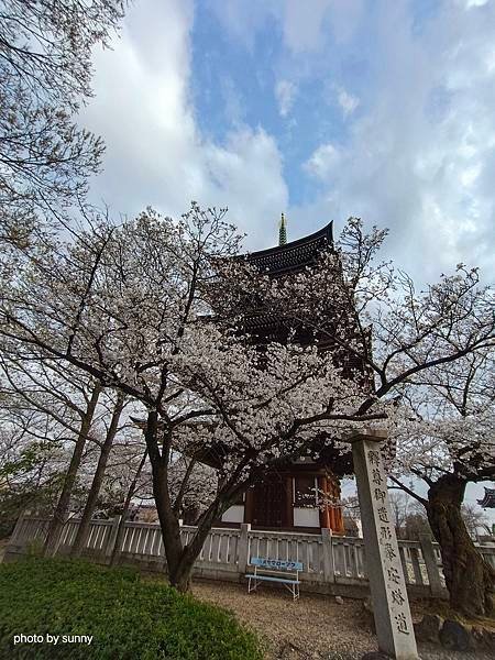 2025春 名古屋賞櫻自由行❤ 名古屋地鐵覺王山站 日泰寺賞