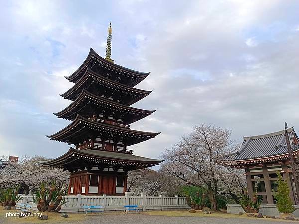 2025春 名古屋賞櫻自由行❤ 名古屋地鐵覺王山站 日泰寺賞