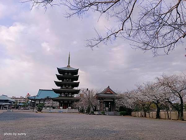 2025春 名古屋賞櫻自由行❤ 名古屋地鐵覺王山站 日泰寺賞