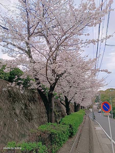 2025春 名古屋賞櫻自由行❤ 名古屋地鐵覺王山站 日泰寺賞