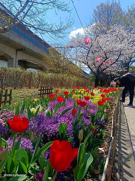 2025春 名古屋賞櫻自由行❤名古屋荒子川公園賞櫻❤