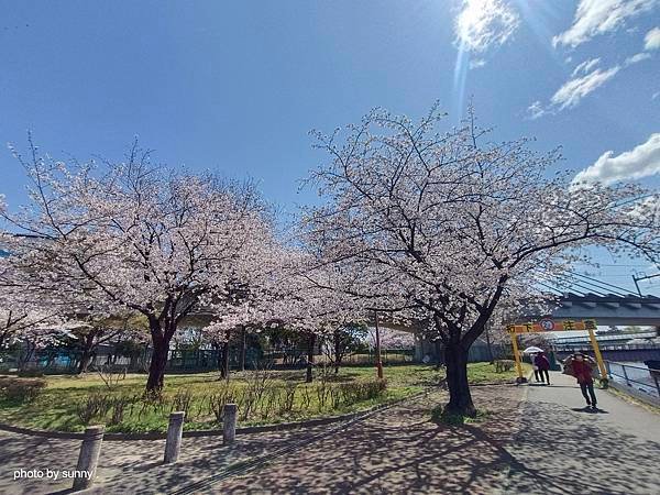 2025春 名古屋賞櫻自由行❤名古屋荒子川公園賞櫻❤