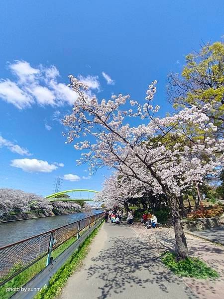 2025春 名古屋賞櫻自由行❤名古屋荒子川公園賞櫻❤