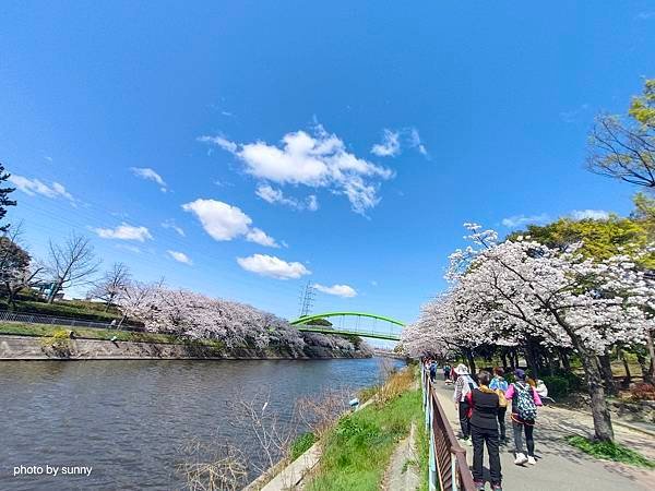 2025春 名古屋賞櫻自由行❤名古屋荒子川公園賞櫻❤