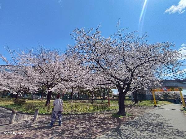 2025春 名古屋賞櫻自由行❤名古屋荒子川公園賞櫻❤