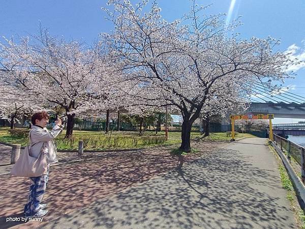 2025春 名古屋賞櫻自由行❤名古屋荒子川公園賞櫻❤