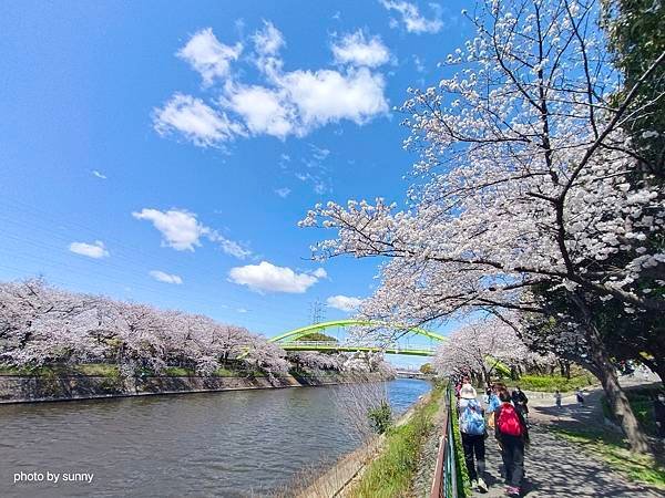 2025春 名古屋賞櫻自由行❤名古屋荒子川公園賞櫻❤