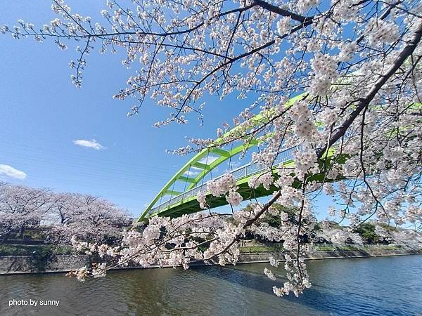 2025春 名古屋賞櫻自由行❤名古屋荒子川公園賞櫻❤