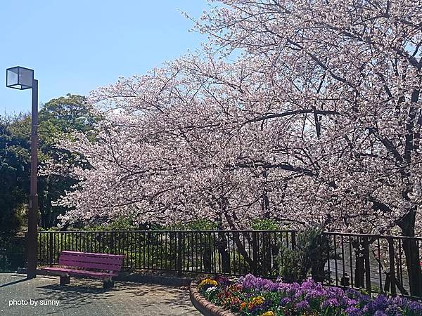 2025春 名古屋賞櫻自由行❤名古屋荒子川公園賞櫻❤