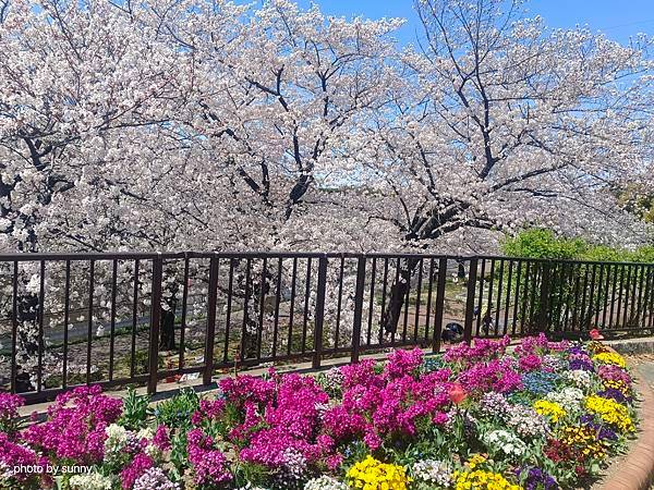 2025春 名古屋賞櫻自由行❤名古屋荒子川公園賞櫻❤