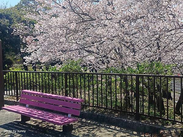2025春 名古屋賞櫻自由行❤名古屋荒子川公園賞櫻❤
