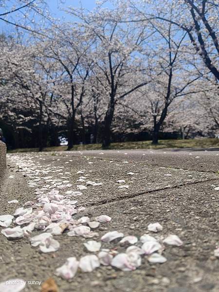 2025春 名古屋賞櫻自由行❤名古屋荒子川公園賞櫻❤