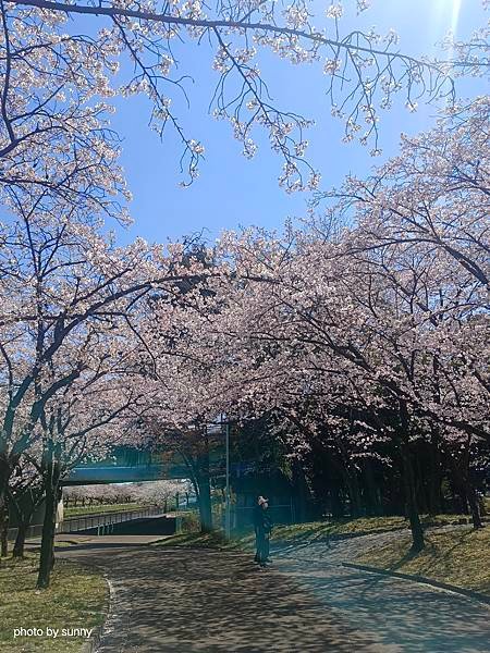 2025春 名古屋賞櫻自由行❤名古屋荒子川公園賞櫻❤