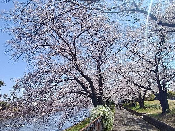 2025春 名古屋賞櫻自由行❤名古屋荒子川公園賞櫻❤