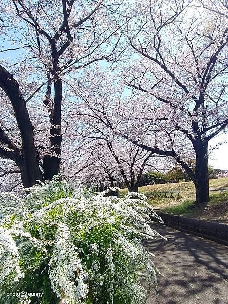 2025春 名古屋賞櫻自由行❤名古屋荒子川公園賞櫻❤