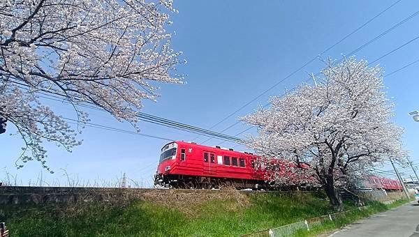 2025春 名古屋賞櫻自由行❤名古屋 櫻花百選名所 岩倉五条