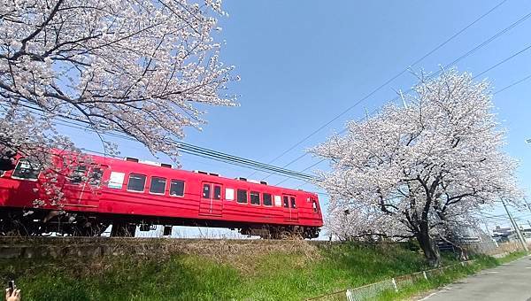 2025春 名古屋賞櫻自由行❤名古屋 櫻花百選名所 岩倉五条