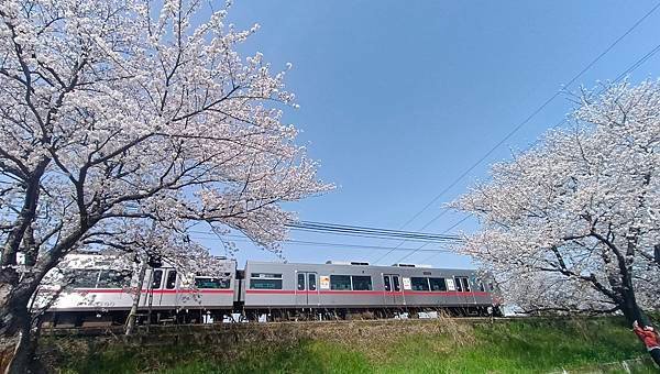 2025春 名古屋賞櫻自由行❤名古屋 櫻花百選名所 岩倉五条